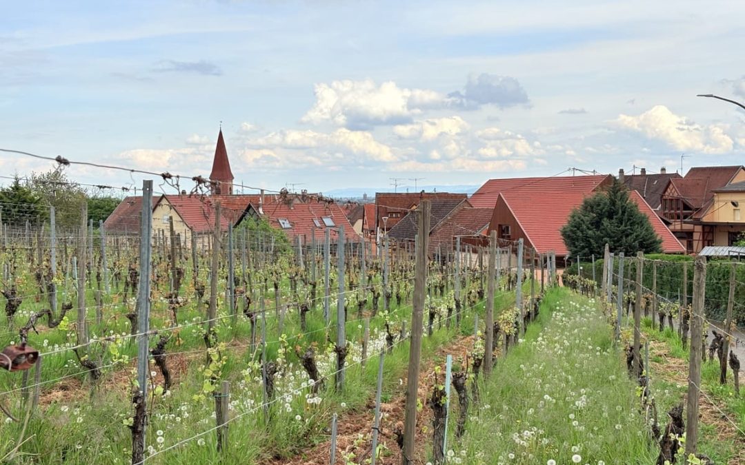 DOMAINE WUNSCH ET MANN