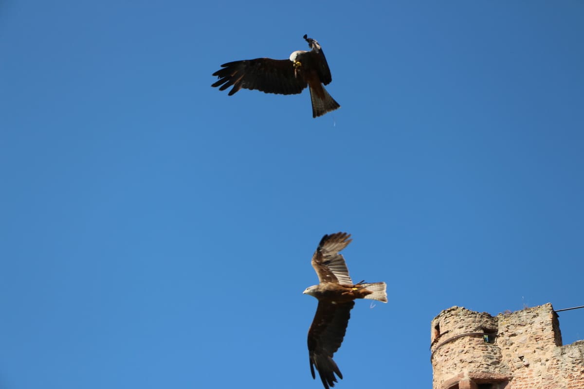 La volerie des AIgles 14