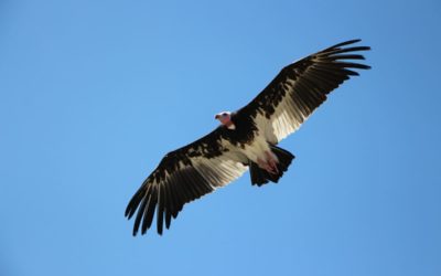 Volerie des Aigles