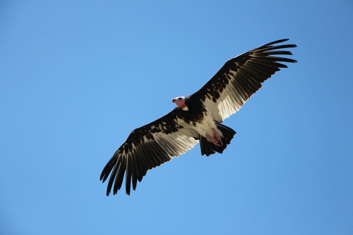 La volerie des AIgles 9 Volerie des AIgles