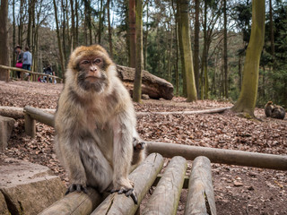 Montagne des singes montagne des singes
