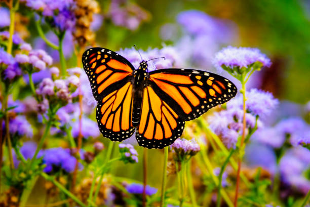 Monarch on Gregg's Mistflower, Buda, Texas jardin des papillons
