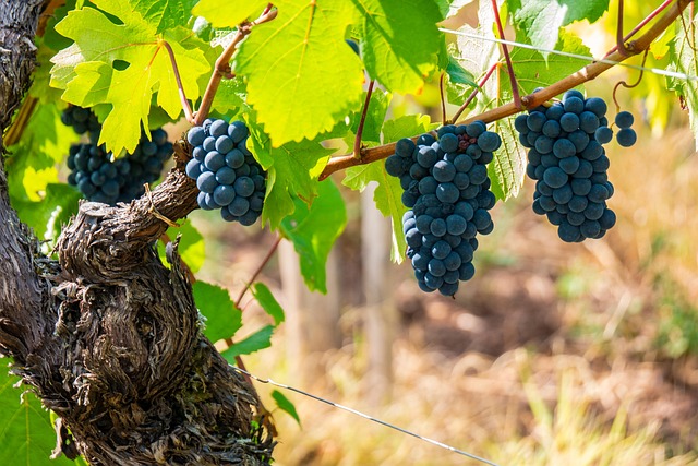vine-7423699_640 La vigne Alsacienne