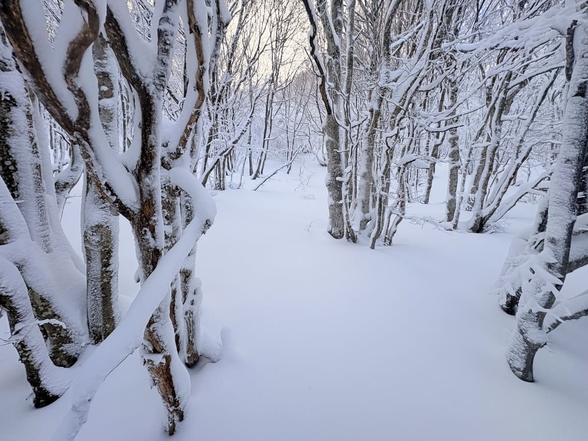 ski dans les vosges.