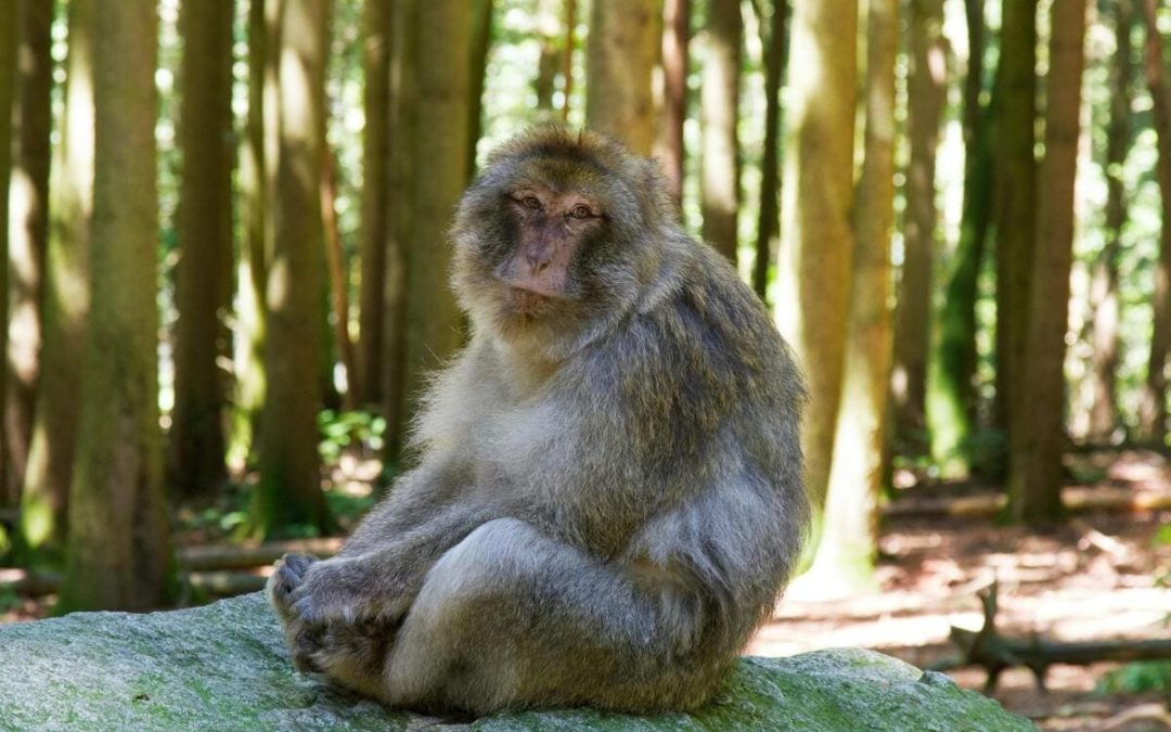 La montagne des singes