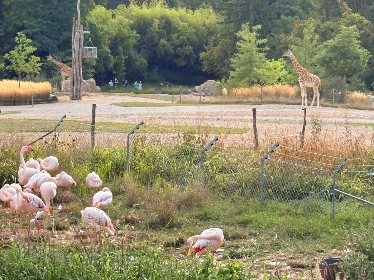 la savane à Mulhouse