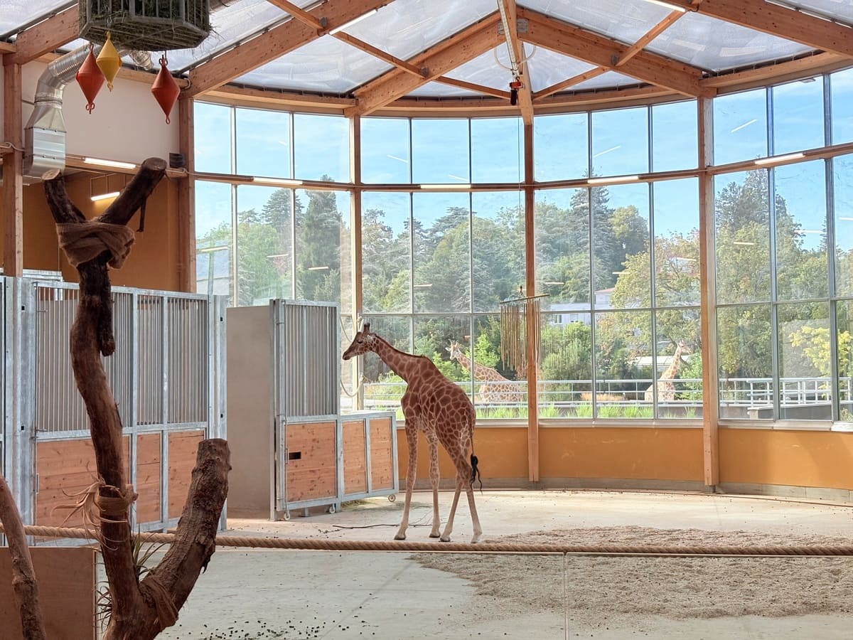 Les Girafes