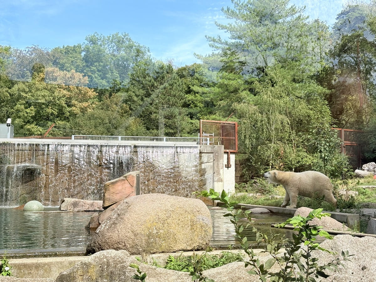 Ours polaires
